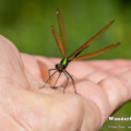 Blauflügel-Prachtlibelle (Calopteryx virgo) - Weibchen