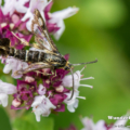 Spulers Glasflüger (Synanthedon spuleri)