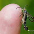 Spulers Glasflüger (Synanthedon spuleri)