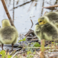 Kanadagans (Branta canadensis)