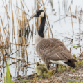 Kanadagans (Branta canadensis)