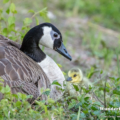 Kanadagans (Branta canadensis)