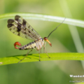 Gemeine Skorpionsfliege (Panorpa communis)