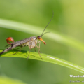 Gemeine Skorpionsfliege (Panorpa communis)