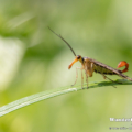 Gemeine Skorpionsfliege (Panorpa communis)