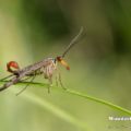 Gemeine Skorpionsfliege (Panorpa communis)