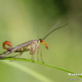 Gemeine Skorpionsfliege (Panorpa communis)