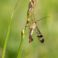 Gemeine Skorpionsfliege (Panorpa communis)