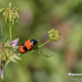 Ameisensackkäfer (Clytra laeviuscula)