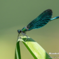 Blauflügel-Prachtlibelle (Calopteryx virgo) - Männchen