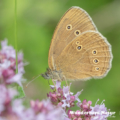Brauner Waldvogel - Schornsteinfeger - Ringlet - Aphantopus hype