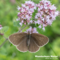 Brauner Waldvogel - Schornsteinfeger - Ringlet - Aphantopus hype
