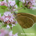 Brauner Waldvogel - Schornsteinfeger - Ringlet - Aphantopus hype