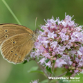 Brauner Waldvogel - Schornsteinfeger - Ringlet - Aphantopus hype