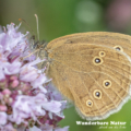 Brauner Waldvogel - Schornsteinfeger - Ringlet - Aphantopus hype