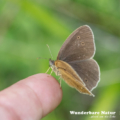 Brauner Waldvogel - Schornsteinfeger - Ringlet - Aphantopus hype