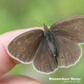 Brauner Waldvogel - Schornsteinfeger - Ringlet - Aphantopus hype