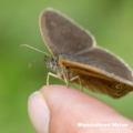 Brauner Waldvogel - Schornsteinfeger - Ringlet - Aphantopus hype