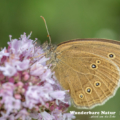 Brauner Waldvogel - Schornsteinfeger - Ringlet - Aphantopus hype