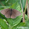 Brauner Waldvogel - Schornsteinfeger - Ringlet - Aphantopus hype