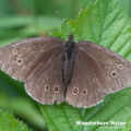 Brauner Waldvogel - Schornsteinfeger - Ringlet - Aphantopus hype