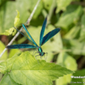 Blauflügel-Prachtlibelle (Calopteryx virgo) - Männchen