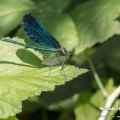 Blauflügel-Prachtlibelle (Calopteryx virgo) - Männchen