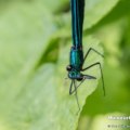 Blauflügel-Prachtlibelle (Calopteryx virgo) - Männchen