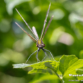 Blauflügel-Prachtlibelle (Calopteryx virgo) - Weibchen