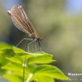 Blauflügel-Prachtlibelle (Calopteryx virgo) - Weibchen