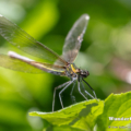 Blauflügel-Prachtlibelle (Calopteryx virgo) - Weibchen