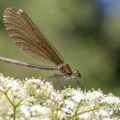 Blauflügel-Prachtlibelle (Calopteryx virgo) - Weibchen