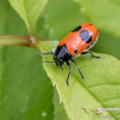 Ameisensackkäfer (Clytra laeviuscula)