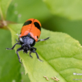 Ameisensackkäfer (Clytra laeviuscula)