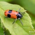 Ameisensackkäfer (Clytra laeviuscula)