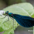 Blauflügel-Prachtlibelle (Calopteryx virgo) - Männchen