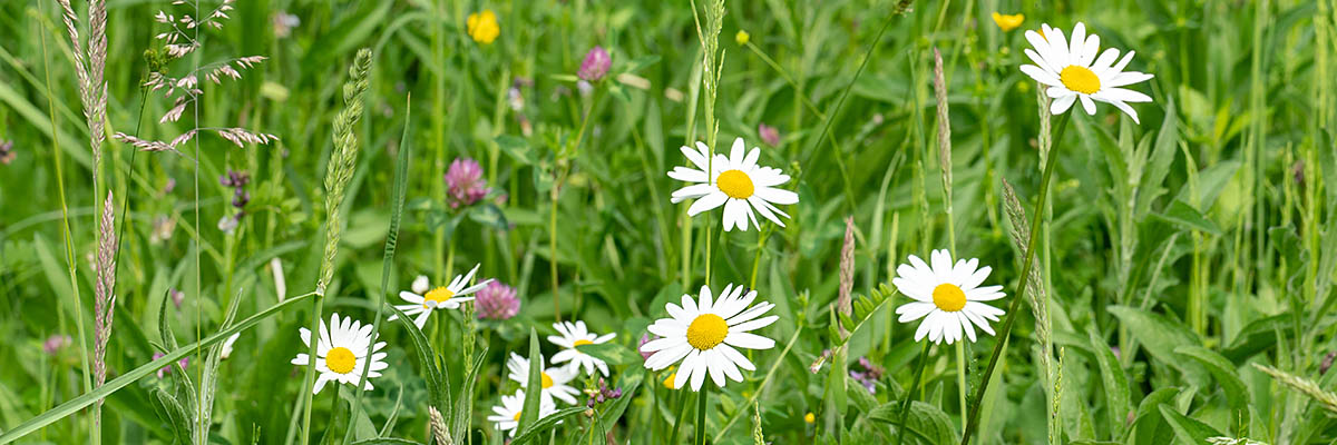 Blumenwiese