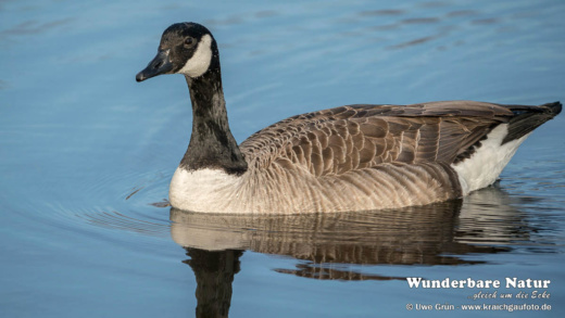 Kanadagans (Branta canadensis)