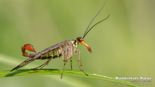 Gemeine Skorpionsfliege (Panorpa communis)