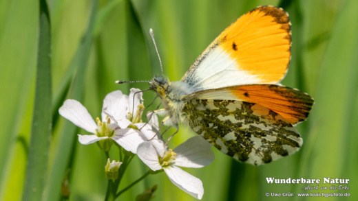 Aurorafalter (Anthocharis cardamines)