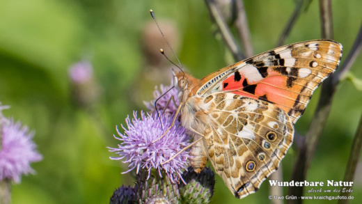 Distelfalter (Vanessa cardui)