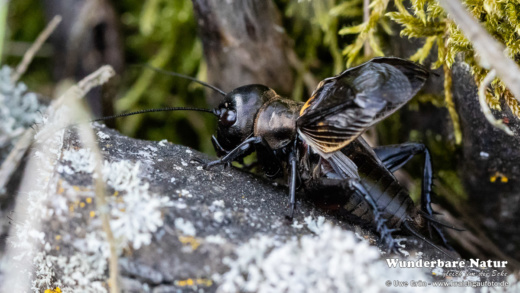 Feldgrille (Gryllus campestris)