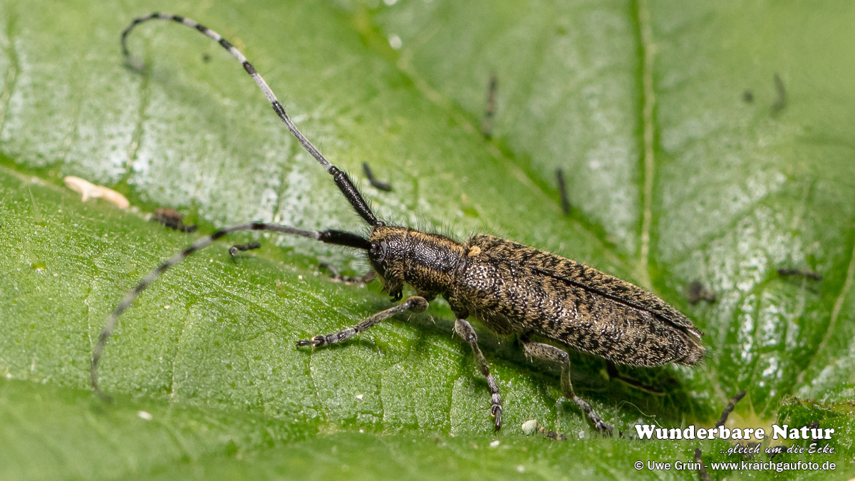 Scheckhorn-Distelbock (Agapanthia villosoviridescens)