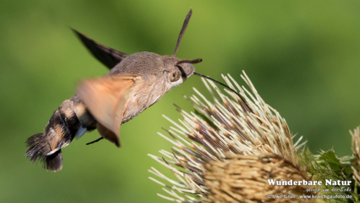 Taubenschwänzchen (Macroglossum stellatarum)