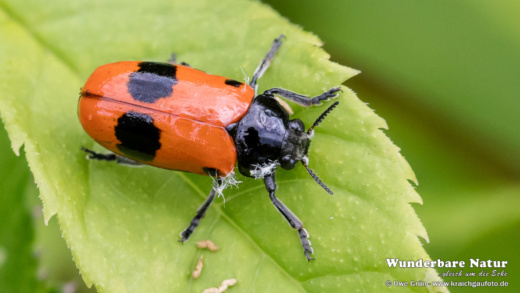 Ameisensackkäfer (Clytra laeviuscula)