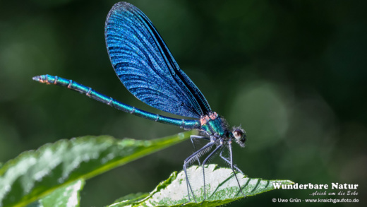 Blauflügel-Prachtlibelle (Calopteryx virgo) - Männchen