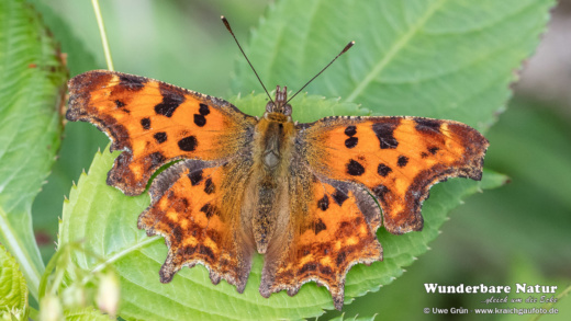 C-Falter - comma - Polygonia c-album