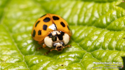 Asiatischer Marienkäfer (Harmonia axyridis)