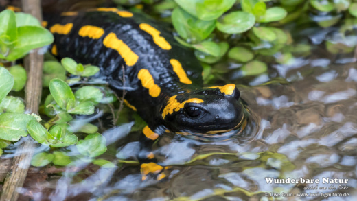 Feuersalamander (Salamandra salamandra)